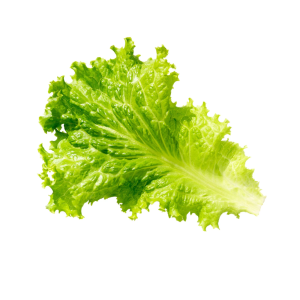 Selada Romaine Hidroponik